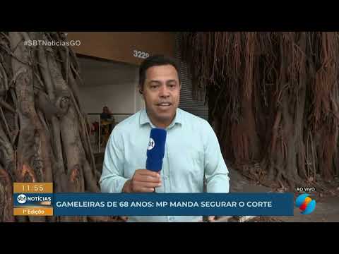 Ministério Público determina suspensão do corte de gameleiras em Goiânia