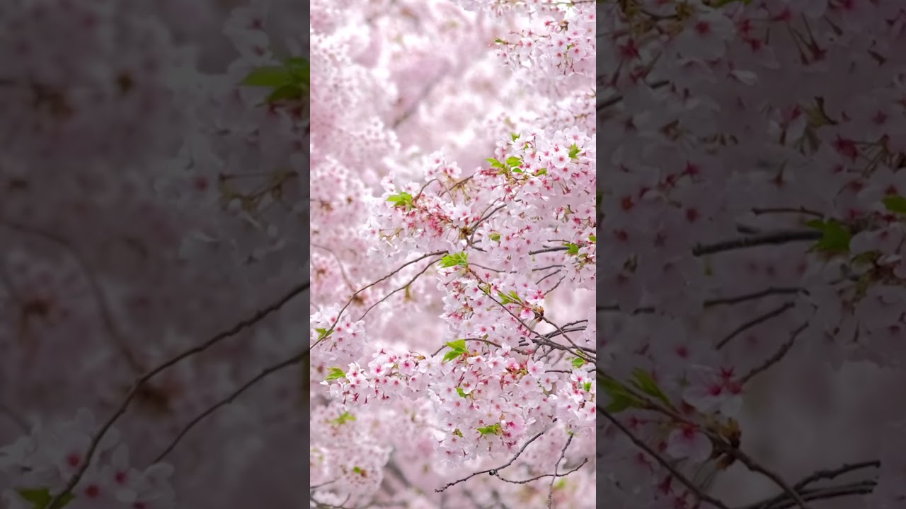 Deep Focus Music To Improve Concentration - Beautiful Relaxing Music