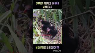 Download lagu Suara anak burung mandar memanggil induknya #berburu #spotrawa #sniperrifles #hunting  #nyanggong mp3