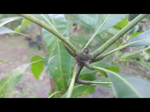 Growing mangoes from seed ( start to finish )🥔🌱🌳🍊
