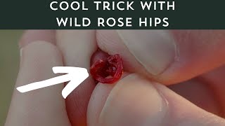 Use this Trick to Eat Wild Rose Hips Off the Bush!