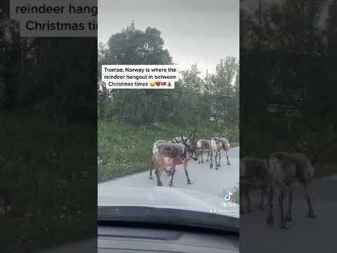 Tromsø, Norway | Where Reindeer Live