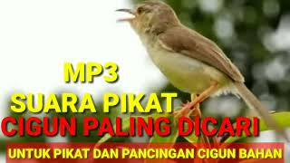 Download lagu Masteran dan Pikat Ciblek Gunung||Suara Cigun mp3 Download lagu Masteran dan Pikat Ciblek Gunung||Suara Cigun mp3