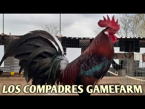 Claret Butcher Grey - LOS COMPADRES FARM
