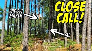 How To SAFELY Remove Widow Maker Trees!