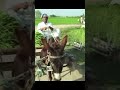 Goga Pasroori Saleem Albela Tv Funny Video Shorts Shortfeed Viral