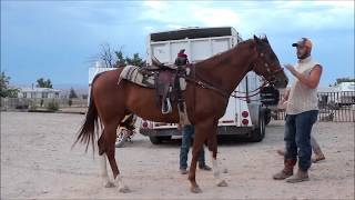 AQHA Joe Lena Red 4438533