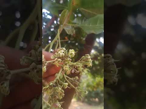 pravasthi's world #viral song#shots#uruu pallituru # uddanam special #cashew