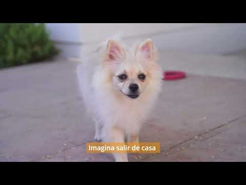 thumbnail video image 2 of Alimentador Inteligente de Mascotas Lanix  Xpets, 2 of 7
