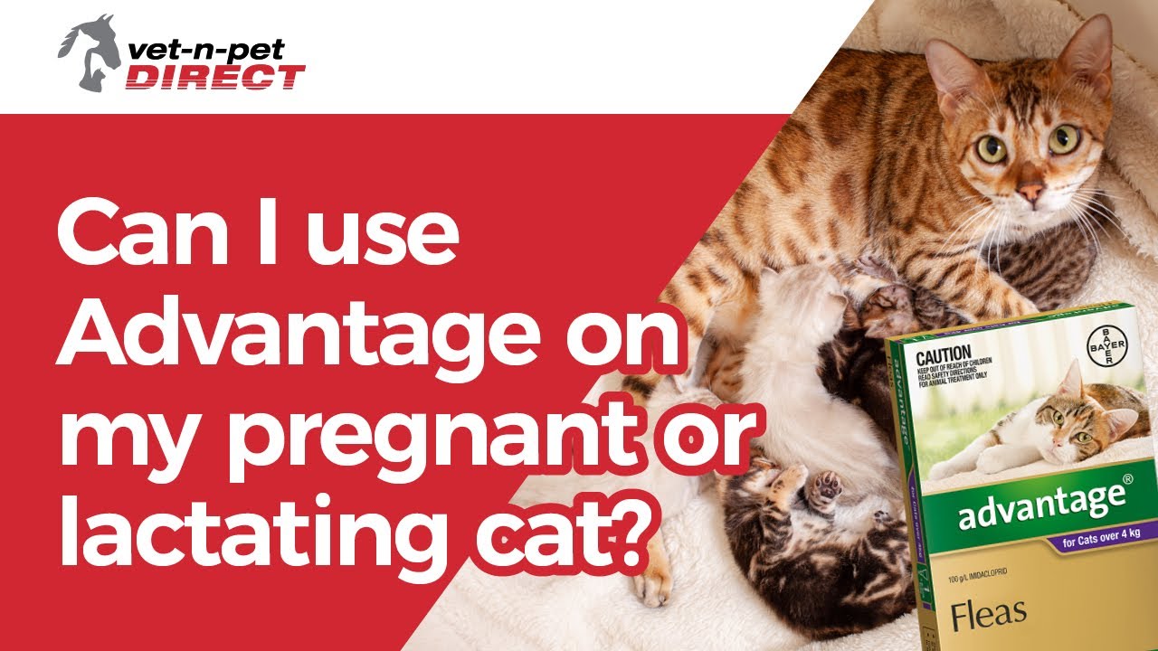 Can I use Advantage on my pregnant or lactating cat