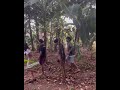 Ketika Musim Rambutan Shortscomedy Bangbaud