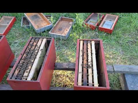 Formiranje vještačkih rojeva 2024 godina