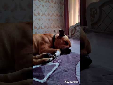 #домашниеживотные #смешные #собака #амстафф Спайк разговаривает во сне