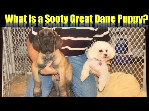 download lagu mp3 mp4 Fawn Great Dane, download lagu Fawn Great Dane gratis, unduh video klip Fawn Great Dane