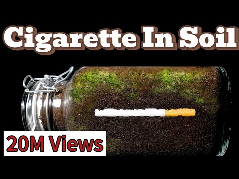 Cigarette In Soil - 1 Year Time Lapse