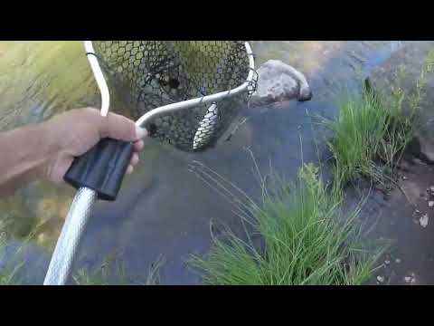 A Quick Look at the Upper North Fork of the Feather River (Chester, CA)