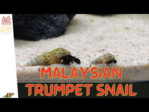 MALAYSIAN TRUMPET SNAIL - Your Aquarium's Best Friend