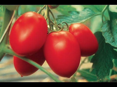 Prezentare Tomate Nederminate Alungite Prunisoara Colibri F1
