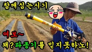 참깨심는시기와 파종기를사용해서 참깨를 심어보았어요