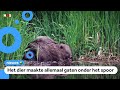 Waar is de bever die een spoorlijn bedreigde?