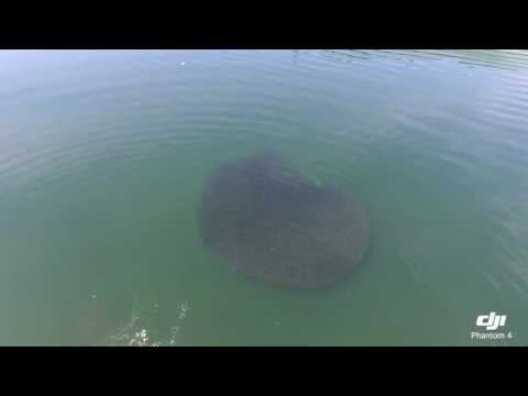 Humpback whale feeding on a bait ball in Case Inlet Wa.