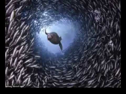 DJ Pascal Dollé pres. Jerôllé - Eternal flow