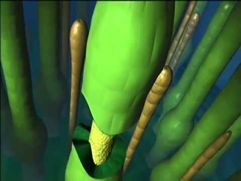 Mosses Bryophyte life cycle