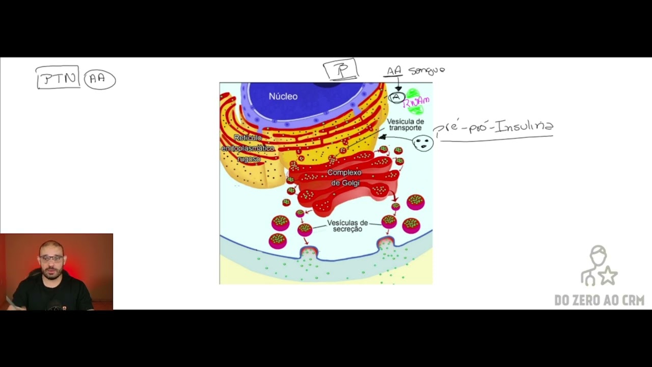 INSULINA E GLUCAGON - PARTE 1 (CAPITULO 79 - GUYTON)