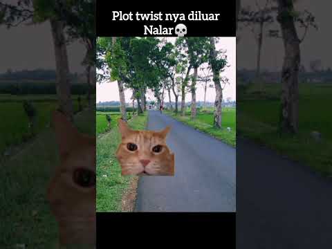 ternyata 😯 #funny #kucing #shorts @HamsarKapongke