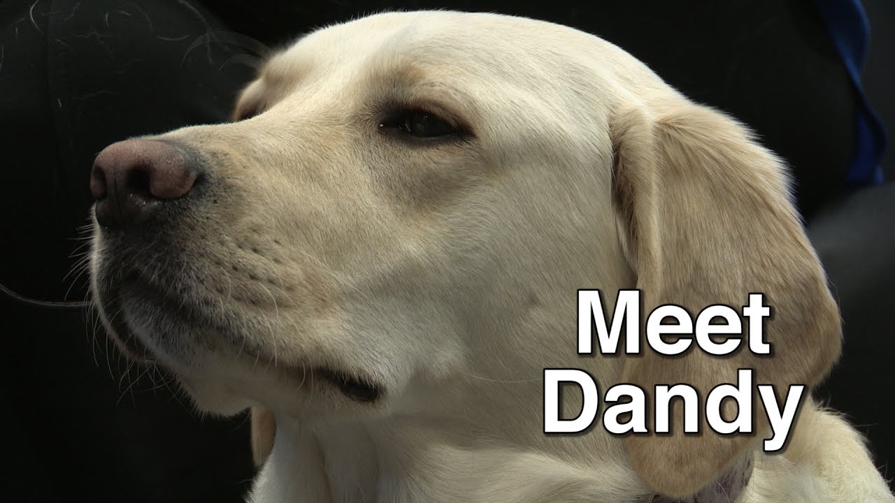 Meet Dandy, Toronto's First Trauma Dog