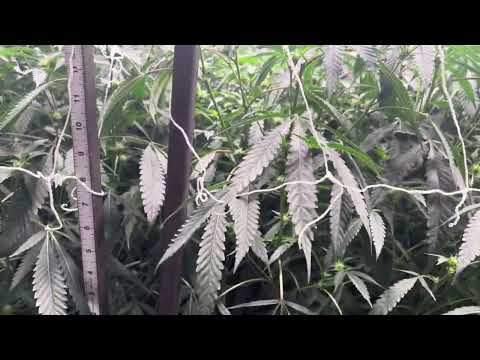 LCG FLower Day 17 Pre- Defoliation