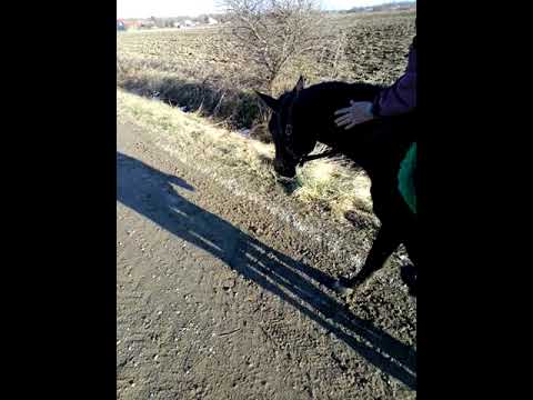 Plejbi i Mile i Stara i ja 27.1.2024 godine