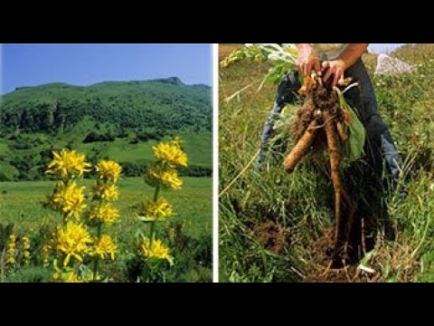 Introdução aos Vinhos Aromatizados