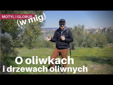 download lagu mp3 mp4 Drzewko Oliwne, download lagu Drzewko Oliwne gratis, unduh video klip Drzewko Oliwne