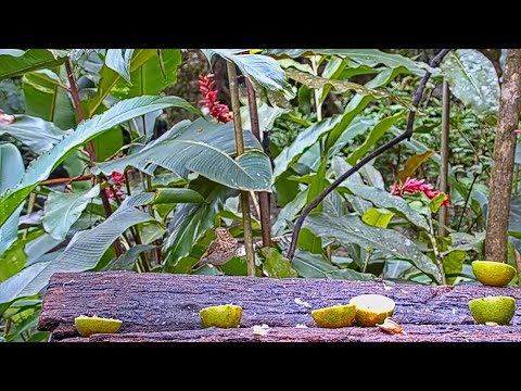 Rare Visit By A Swainson's Thrush On The Panama Fruit Feeder – Dec. 11, 2020