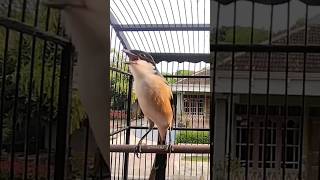 Download lagu TOET TOET SUARA PANCINGAN CENDET CEPAT BUNYI mp3