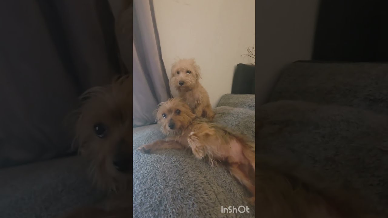 Enlarge Scooby, a Adoptable mixed breed in Portland, OR video 6/6