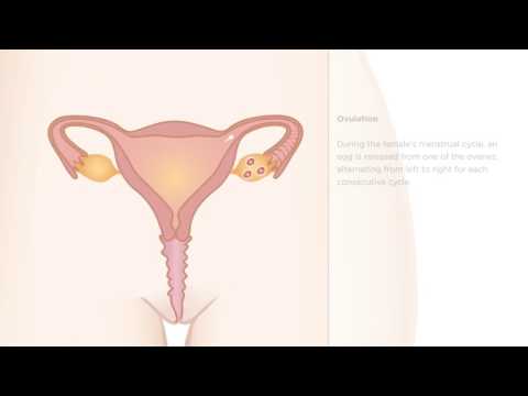 How pregnancy happens - Body Talk
