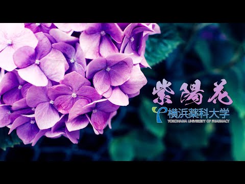 【横浜薬科大学】紫陽花 -アジサイ-
