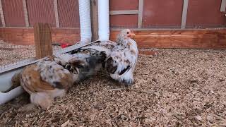 Download lagu Kebutuhan ruang untuk ayam kate | Vlog Cochin mp3