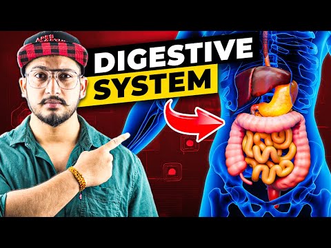How Digestive System Works? (3D Animation)
