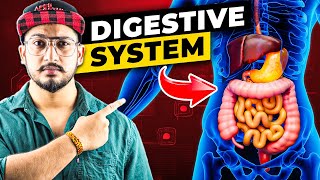 How Digestive System Works? (3D Animation)