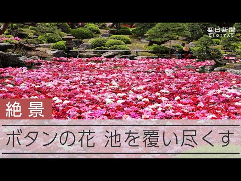 牡丹を植える場所 日光にさらされる土壌 いつ植えるか