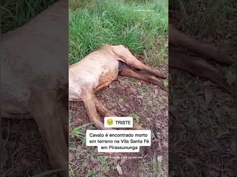 🚨 Cavalo é encontrado morto em terreno na Vila Santa Fé, em Pirassununga
