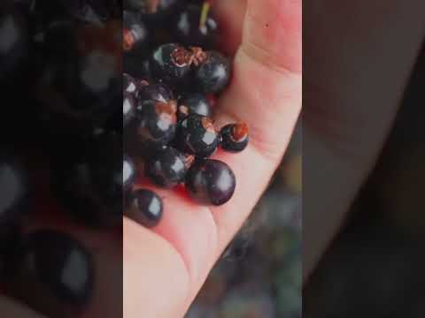 Black currant extract powder, bag