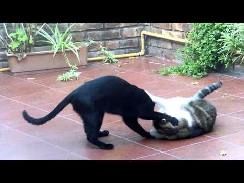 ringo y nazira jugando