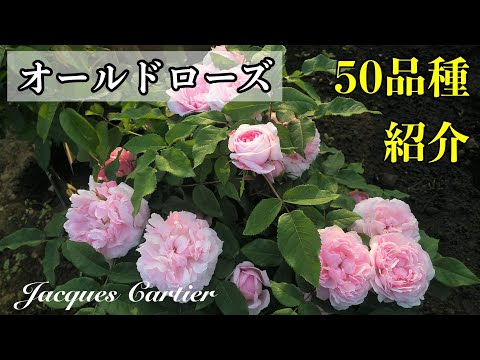 園芸 オールドローズの茂み