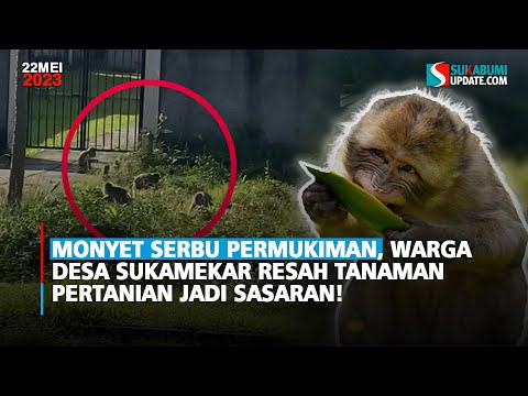 Monyet Serbu Permukiman, Warga Desa Sukamekar Resah Tanaman Pertanian Jadi Sasaran!