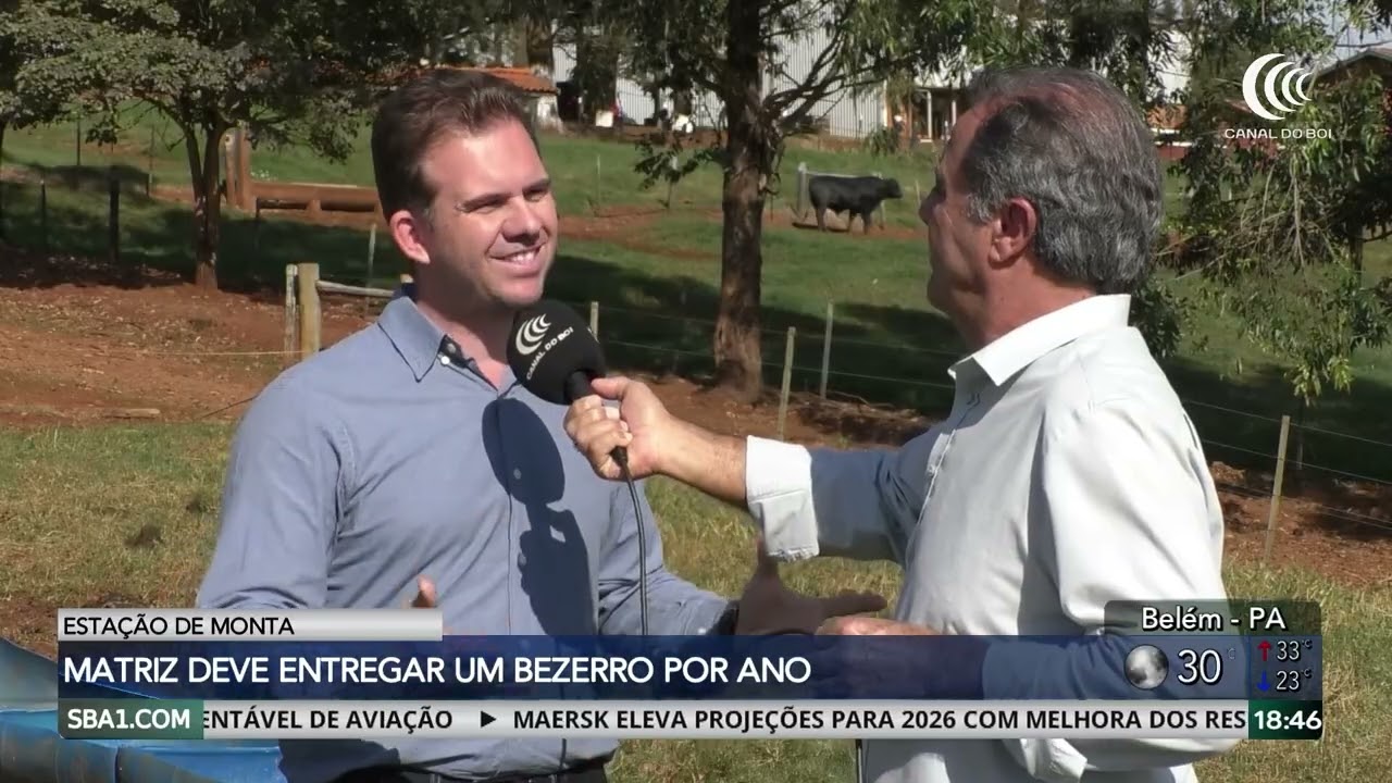 Estação de monta: meta é garantir um bezerro por matriz ao ano