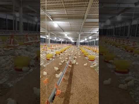 Alhamfulillah isi lagi doc in #broiler #panenayambroiler #peternak 5/1/2022 semoga berkah lancar